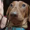 Biscuit