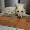 CAESAR