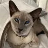 Jazzi
