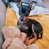 Nim