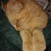 Ginger