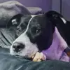 Zuri