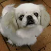 Lady