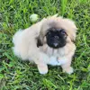Nala