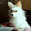 Lady