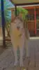 Cody