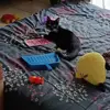 Shadow