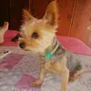 Pippie 