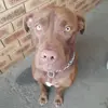 Loki