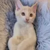 Mellow