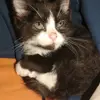 Meow