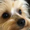 Chewy
