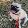 Pugla