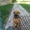 AMY
