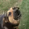 Mischief