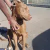 Loki