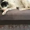 Lucy 