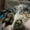 Peanut