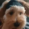 Faf