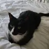 Stoutgat