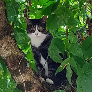 Nala