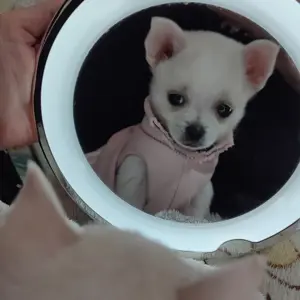 Pixie 