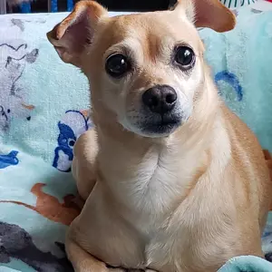 Zulu