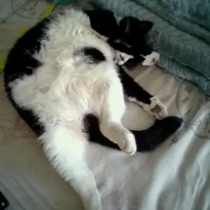 Koekiemuis