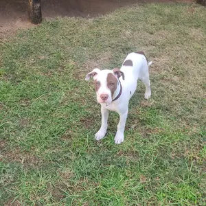 Bullet