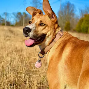 Zola