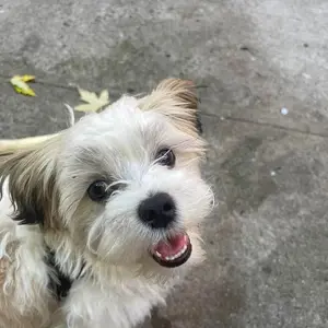Max