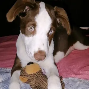 Nala 