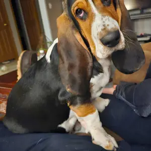 Rex