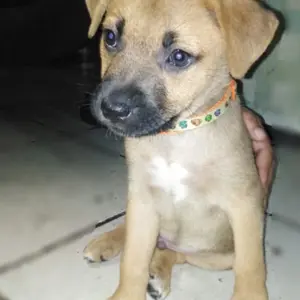 Zeus