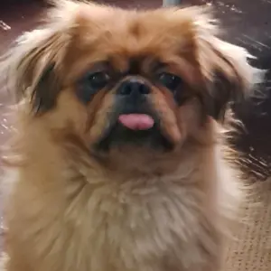 Sparky