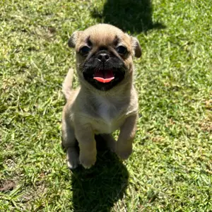 Daisy