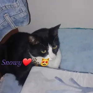 Snowy