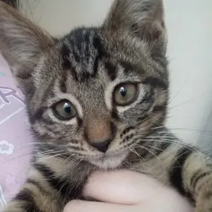 Mohkie