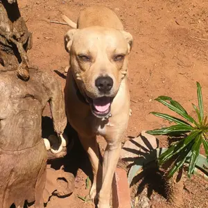 Bruno