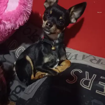 Tikki
