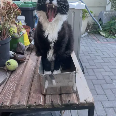 Squirrel 