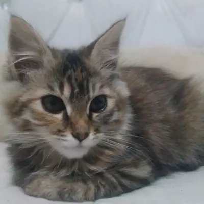 Sphinx 