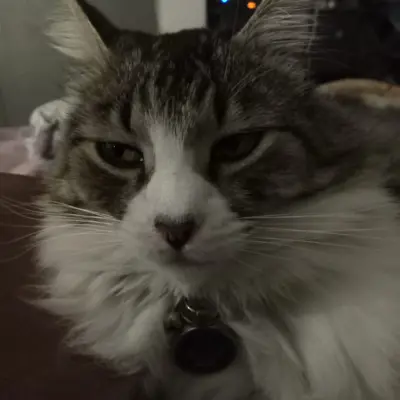 HARLEY