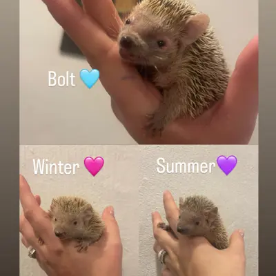 Bolt,Winter,Summer 