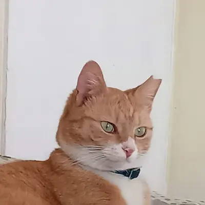 Kitty Girl