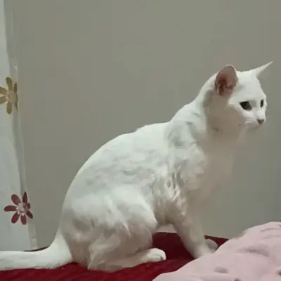 Baba