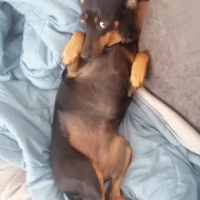 Bella 
