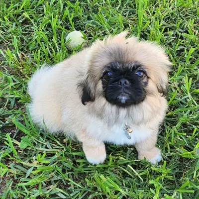Nala
