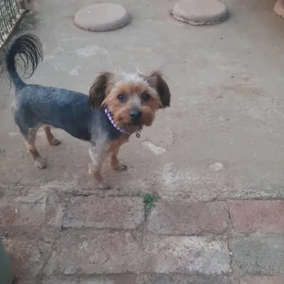 Roxy 