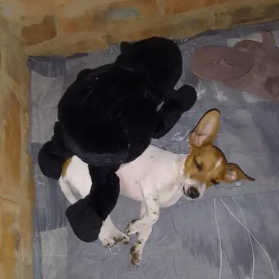 FLOOI